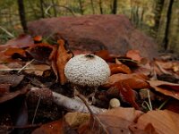 Lycoperdon perlatum 51, Parelstuifzwam, Saxifraga-Ed Stikvoort : A900