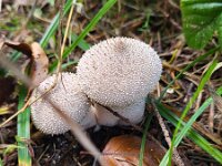 Lycoperdon perlatum 52, Parelstuifzwam, Saxifraga-Ben Delbaere