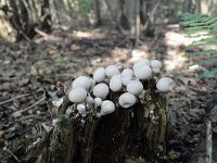 Lycoperdon pyriforme 2, Peervormige stuifzwam, Saxifraga-Luuk Vermeer