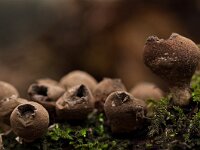 Lycoperdon pyriforme 9, Peervormige stuifzwam, Saxifraga-Rik Kruit