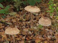 Macrolepiota procera 12, Grote parasolzwam, Saxifraga-Ab H Baas