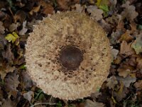 Macrolepiota procera 13, Grote parasolzwam, Saxifraga-Ab H Baas