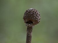 Macrolepiota procera 26, Grote parasolzwam, Saxifraga-Luuk Vermeer