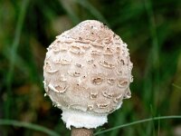 Macrolepiota procera 28, Grote parasolzwam, Saxifraga-Bart Vastenhouw