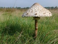 Macrolepiota procera 45, Grote parasolzwam, Saxifraga-Tom Heijnen