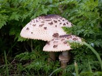Macrolepiota procera 65, Grote parasolzwam, Saxifraga-Bart Vastenhouw