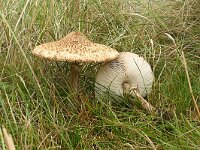 Macrolepiota procera 66, Grote parasolzwam, Saxifraga-Hans Grotenhuis