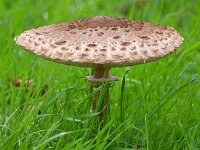 Macrolepiota procera 67, Grote parasolzwam, Saxifraga-Tom Heijnen