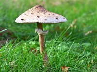 Macrolepiota procera 68, Grote parasolzwam, Saxifraga-Tom Heijnen
