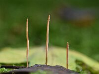 Macrotyphula fistulosa 11, Pijpknotszwam, Saxifraga-Luuk Vermeer