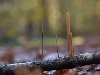 Macrotyphula fistulosa 9, Pijpknotszwam, Saxifraga-Luuk Vermeer