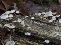 Marasmiellus ramealis 6, Takruitertje, Saxifraga-Willem van Kruijsbergen