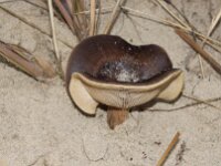 Melanoleuca cinereifolia