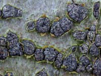 Melogramma campylosporum 6, Saxifraga-Lucien Rommelaars