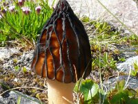 Mitrophora semilibera 5, Kapjesmorielje, Saxifraga-Hans Grotenhuis