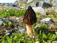 Mitrophora semilibera 6, Kapjesmorielje, Saxifraga-Hans Grotenhuis