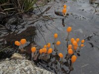 Mitrula paludosa 23, Beekmijtertje, Saxifraga-Ed Stikvoort : Dame de l'Hermitage Col de la Loge en Sagne Bourrue en La Pigne