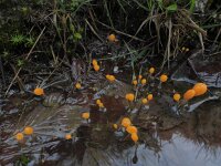 Mitrula paludosa 24, Beekmijtertje, Saxifraga-Ed Stikvoort : Dame de l'Hermitage Col de la Loge en Sagne Bourrue en La Pigne