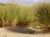 Mutinus caninus 25, Kleine stinkzwam, Saxifraga-Foto Fitis-Sytske Dijksen