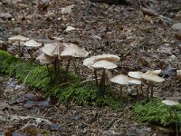 Mycena galericulata 6, Helmmycena, Saxifraga-Willem van Kruijsbergen