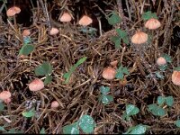 Mycena rosella 2, Roze sparrenmycena, Saxifraga-Jan de Laat