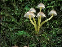 Mycena viridimarginata
