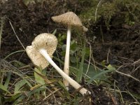 Mycena vitilis, Snapping Bonnet