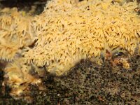 Mycoacia uda 11, Gele stekelkorstzwam, Saxifraga-Foto Fitis-Sytske Dijksen