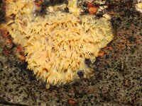 Mycoacia uda 12, Gele stekelkorstzwam, Saxifraga-Foto Fitis-Sytske Dijksen