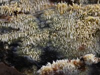 Mycoacia uda 8, Gele stekelkorstzwam, Saxifraga-Luuk Vermeer