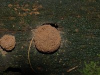 Nectria cinnabarina, Coral Spot