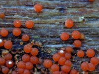 Nectria peziza 2, Ingedeukt meniezwammetje, Saxifraga-Lucien Rommelaars