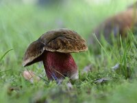 Neoboletus erythropus 7, Gewone heksenboleet, Saxifraga-Luuk Vermeer