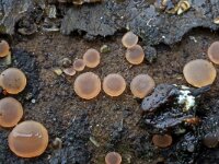 Orbilia sarraziniana 2, Doorzichtig wasbekertje, Saxifraga-Lucien Rommelaars