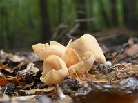 Otidea onotica 7, Gewoon varkensoor, Saxifraga-Luuk Vermeer