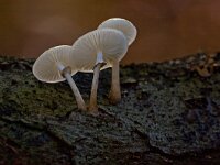 Porseleinzwam  Porseleinzwam in Speulderbos : Oudemansiella mucida
