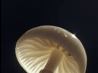 Oudemansiella mucida 3, Porseleinzwam, Saxifraga-Jan Nijendijk