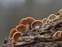 Panellus stipticus 7, Scherpe schelpzwam, Saxifraga-Luuk Vermeer