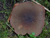 Peziza badioconfusa 2, Bruine bosbekerzwam, Saxifraga-Lucien Rommelaars