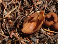 Peziza michelii 2, Zwavelmelkbekerzwam, Saxifraga-Jan van der Straaten