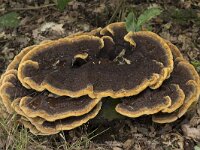 Phaeolus schweinitzii 19, Dennenvoetzwam, Saxifraga-Willem van Kruijsbergen