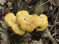 Phaeolus schweinitzii 20, Dennenvoetzwam, Saxifraga-Willem van Kruijsbergen