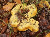 Phaeolus schweinitzii 22, Dennenvoetzwam, Saxifraga-Foto Fitis-Sytske Dijksen