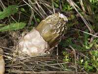 Phallus hadriani 1, Duinstinkzwam, Saxifraga-Foto Fitis-Sytske Dijksen