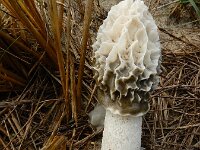 Phallus hadriani 2, Duinstinkzwam, Saxifraga-Ed Stikvoort : A900