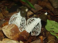 Phallus impudicus var togatus 39, Gesluierde dame, Saxifraga-Foto Fitis-Sytske Dijksen