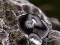 Phellodon niger 9, Blauwzwarte stekelzwam, Saxifraga-Foto Fitis-Sytske Dijksen