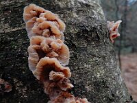 Phlebia tremellosa 11, Spekzwoerdzwam, Saxifraga-Ed Stikvoort