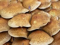 Cluster of fungus Shaggy scalycap (Pholiota squarrosa)  Cluster of fungus Shaggy scalycap (Pholiota squarrosa) : cluster, shaggy scalycap, Pholiota squarrosa, shaggy pholiota, scaly pholiota, brown, yellowish, scales, fungus, fungi, nature, natural, growth, color, outside, outdoor, outdoors, nobody, no people, season, fall, autumn, autumnal, toadstool, toadstools, cap, caps, mushroom, mushrooms