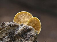 Phyllotopsis nidulans 4, Oranje oesterzwam, Saxifraga-Luuk Vermeer